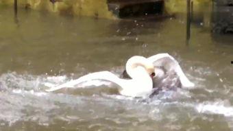 国产版白天鹅在线观看,传承经典魅力