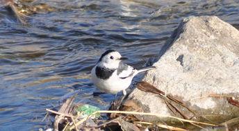 国产小鸟蒋在线,翱翔在科技天空的国产之光